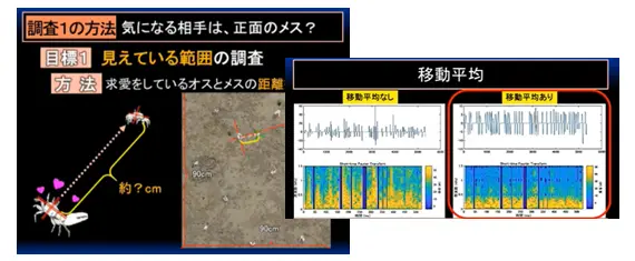 招潮蟹求偶行為解密